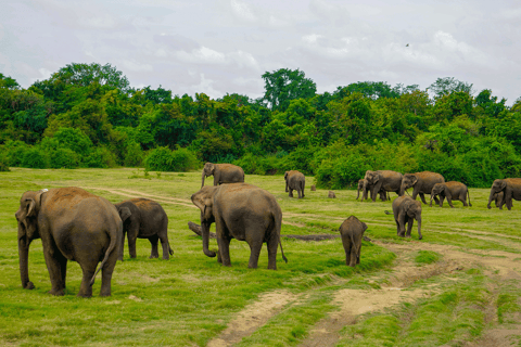 Minneriya: Safari con gli elefanti nel Parco Nazionale con servizio di prelievo in hotel