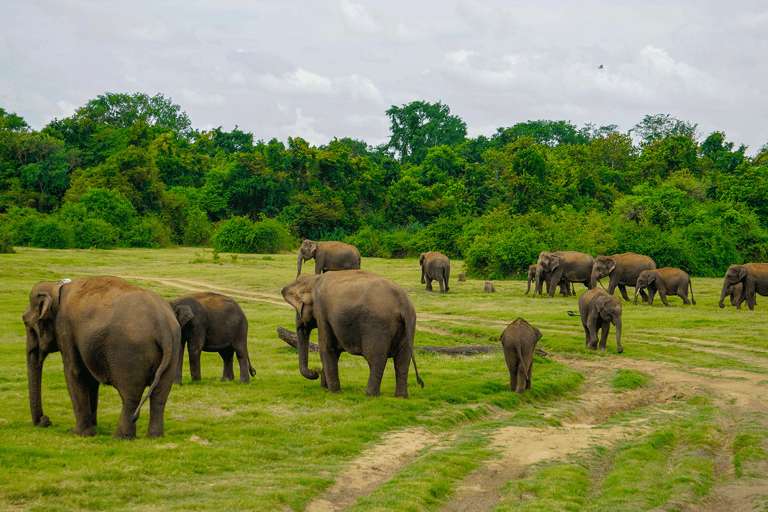 Minneriya: Safari de elefantes no Parque Nacional com serviço de busca no hotel