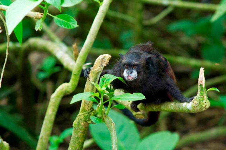 Iquitos 2 dagar Amazonfloden, nattvandring + apor