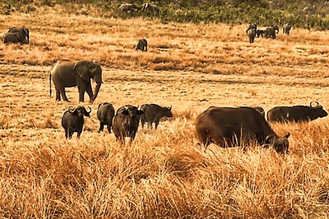 Victoriafälle: Trockene Safari Pirschfahrt im Nationalpark