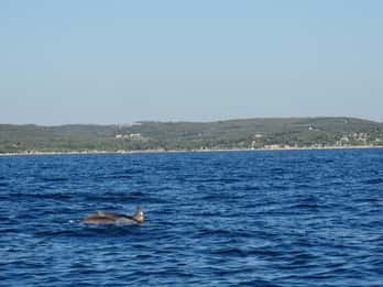 Vrsar: Delfine private Tour