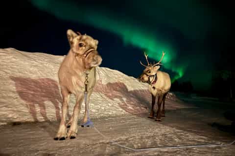 Kiruna: Rentierfütterung und Nordlichter Tour