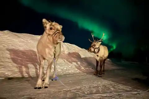 Kiruna - Renmatning och norrsken Renutfodring och norrskenstur