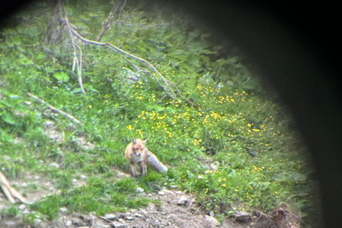 Brasov: Observación de osos en la naturaleza (Desde un escondite)