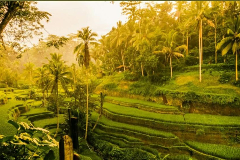 Ubud :Waterfalls, Water Temple & Rice Terrace – Private Tour Ubud: Waterfalls, Rice Terrace water Temple all included