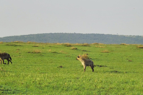 9-dagars Masai Mara, L . Nakuru och gorilla- och schimpanssafari