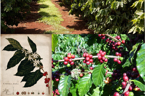 Nairobi - Kaffe Rundtur på Fairview Coffee Estate (provsmakning och upphämtning)