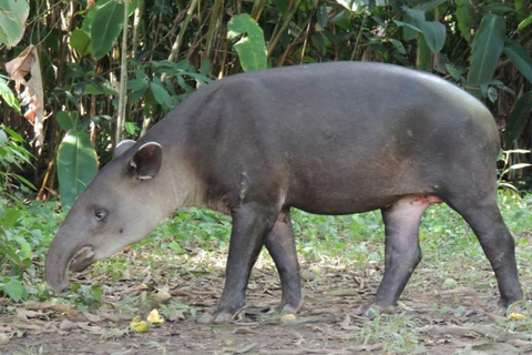 Uvita: Corcovado National Park Guided Hike with Lunch