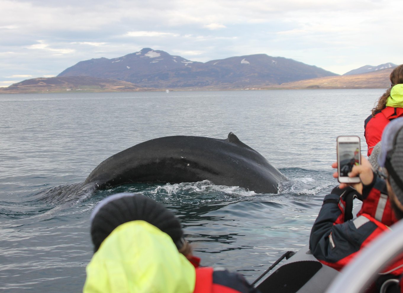 Akureyri: 2-timers hvalsafari med RIB-speedbåd