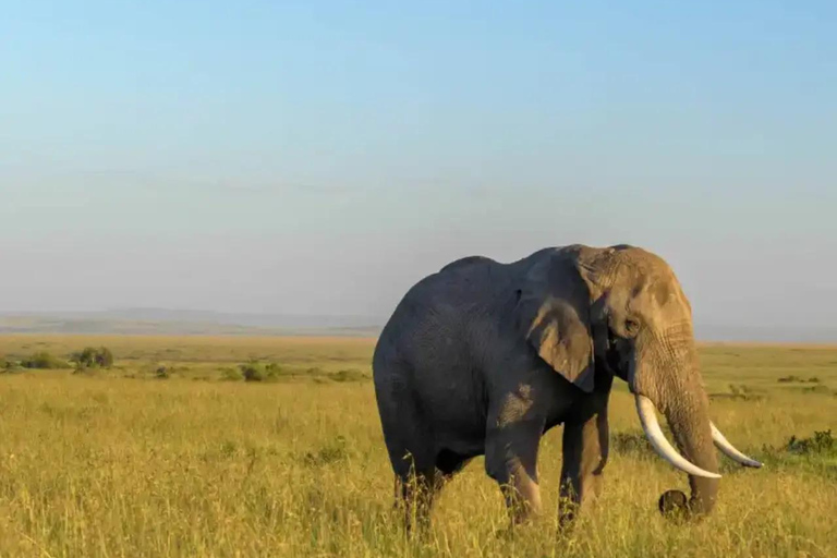 6 dias de Safari no Lago e no mato - Lago Naivasha e Masai Mara