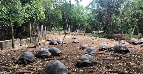 Zanzibar: Prison Island, Stone Town, & Spice Farm Tour