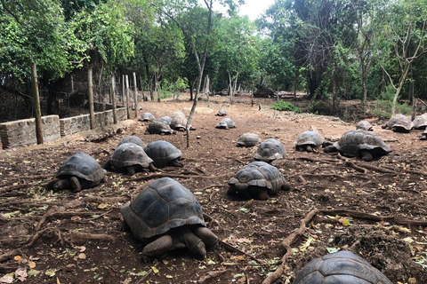 Zanzibar: Prison Island, Stone Town, & Spice Farm Tour Private tour: Prison Island, Stone Town, & Spice Farm Tour