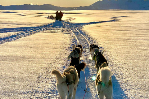 Island-Husky-Tour – Fahrt- und Kuschel-ErlebnisIsland: Husky-Schlittenfahrt und Kuschelerlebnis