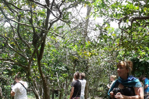 FROM NUNGWI/KENDWA:STONE TOWN, PRISON ISLAND & JOZANI FOREST Private tour include hotel pick up and drop off