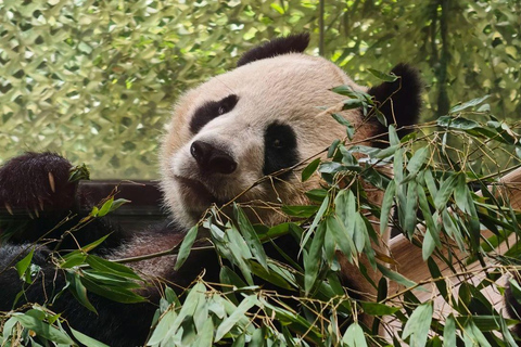 Shanghai Zoo Ticket with PDF Guide & Concierge