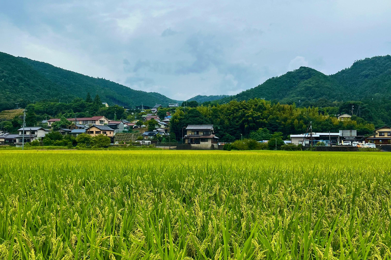 Ella: Rice Terrace Walk with Traditional Meal and Beer