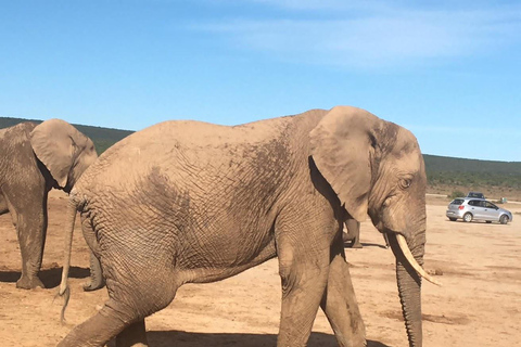 Safári de luxo de 2 dias no Parque Nacional Pilanesberg