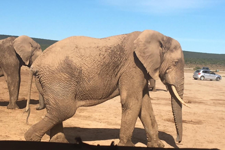 2 dagars lyxsafari i Pilanesberg nationalpark