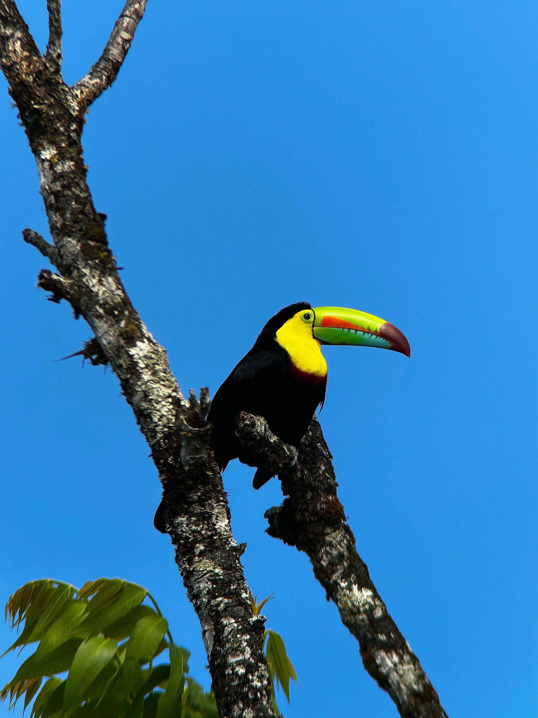 Monteverde: Nebelwald-Tour mit einem ortskundigen Guide