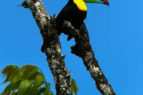 Monteverde: Curi Cancha Reserve Guided Tour