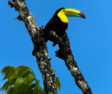 Monteverde: Guided Tour in the Cloud Forest