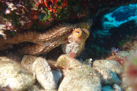 Heraklion: Prueba el submarinismo