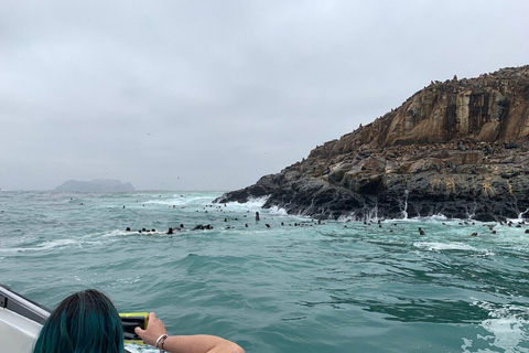 Schwimmen mit Seelöwen in Lima