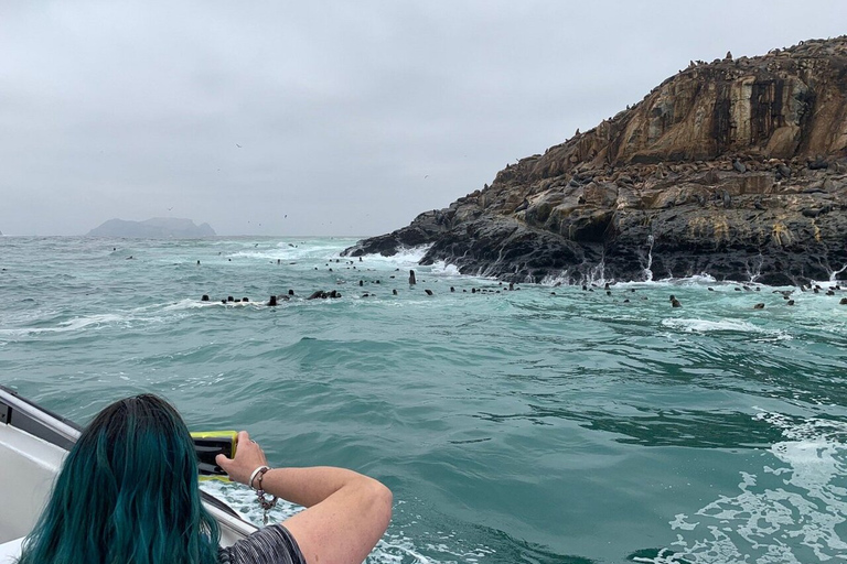 Nadar con leones marinos en Lima