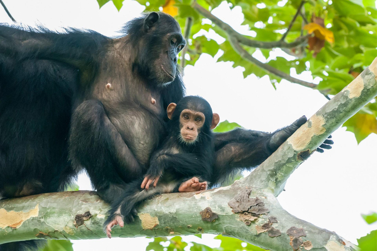 KIGOMA: Chimpanzees trekking Day Trip in Gombe national park Private Chimpanzee Trekking with Hotel Transfer and Lunch