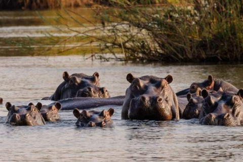 Victoria Falls: Zambezi River Canoe Safari with Lunch