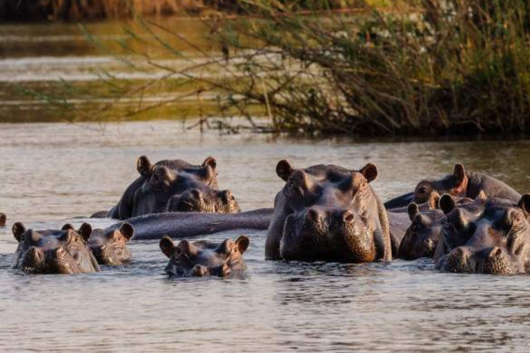 Victoria Falls: Zambezi River Canoe Safari with Lunch