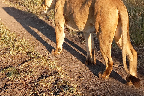 Nairobi: Amboseli National Park and Maasai Village Day Trip