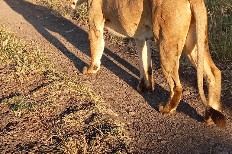 Nairobi: Amboseli National Park and Maasai Village Day Trip