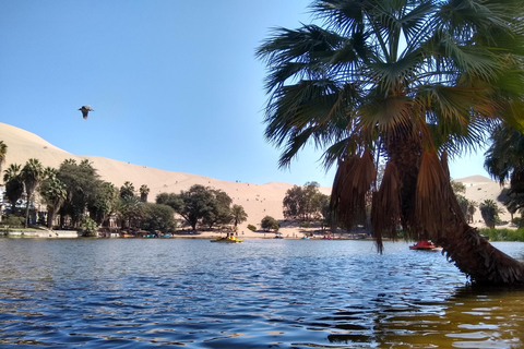 Från Lima: Huacachina Oasis Tour, vingård och solnedgång i öknen