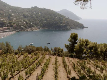 Boutique-Weinkellerbesuch, Essen & Weinproben in Cinque Terre