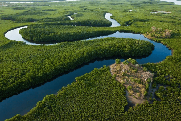 Sine Saloum: Shell Island and Bird Sanctuary