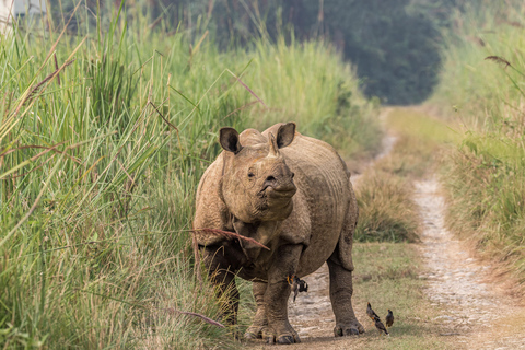 Chitwan Big Five Safari – 5 Days All Inclusive