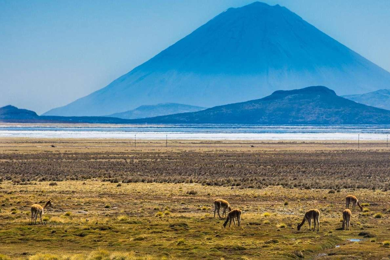 Depuis Arequipa : Excursion d&#039;une journée à la lagune de Salinas