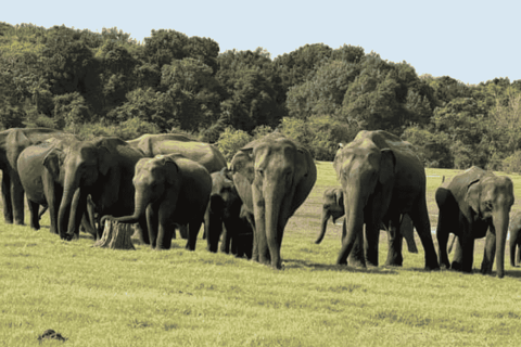 From Sigiriya: Kaudulla National Park Elephant Jeep Safari Kaudulla National Park Elephant Jeep Safari without Tickets
