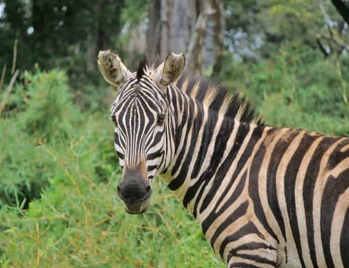 Tage Amboseli Bogoria Baringo Nakuru Masai Mara Safari Getyourguide