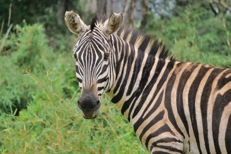 Safari de 7 días Amboseli-Bogoria/Baringo-Nakuru y Masai Mara.