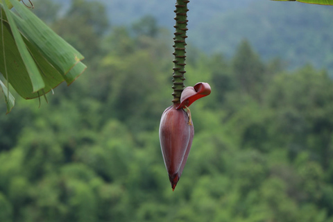 Chiang Mai: Full Day 5 Hill Tribes Tour Transport by Van