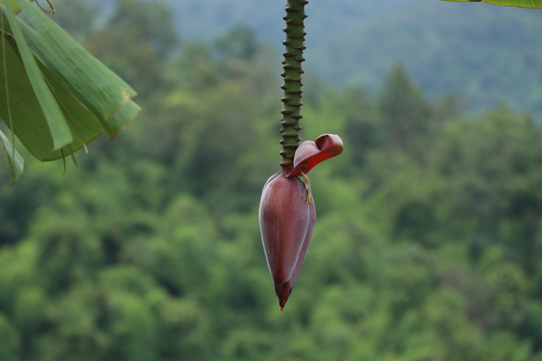 Chiang Mai: Full Day 5 Hill Tribes Tour Transport by Van