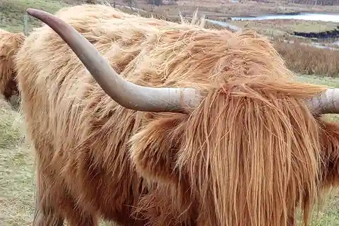 Edinburgh: Stirling, Highlands, Loch Ness, Mull 5-Day Tour