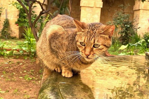 Valletta: klooster en geheime tuin in het hart van de stad.