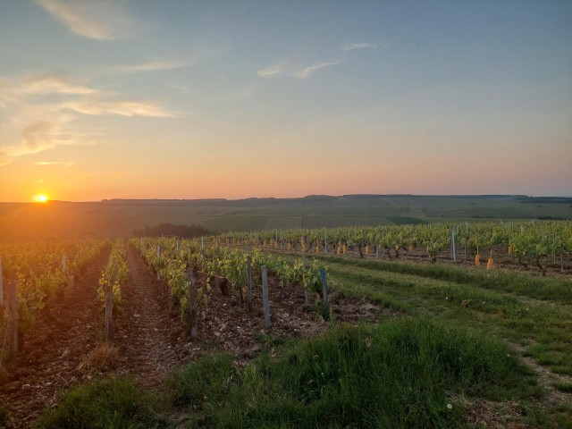 Visit CHABLIS PRIVATE HALF DAY WINE TOUR in Chablis, France