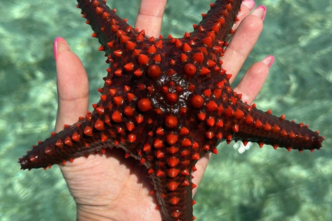 Mnemba Island: Dolphin & Snorkeling with Optional BBQ Lunch Shared Tour Nungwi/Kendwa Pickup(No Marine Conservation Fee)