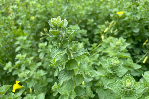 Kalamata: Farm-to-Table Experience with Cooking