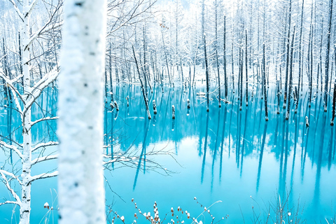 Sapporo: Asahiyama Zoo, Blue Pond & Chiyoda Farm Day Tour Private Sightseeing Tours