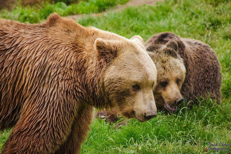 Bear Sanctuary & Bran Castle Transylvania Day Tour Libearty Bear Sanctuary Private Visit from Brasov